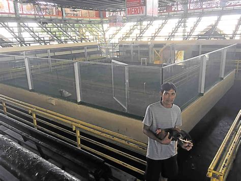 manila arena cockpit|IATF allows cockfighting activities in alert level 2 areas.
